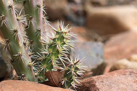 Images Gratuites Cactus Fleur Botanique Flore Faune