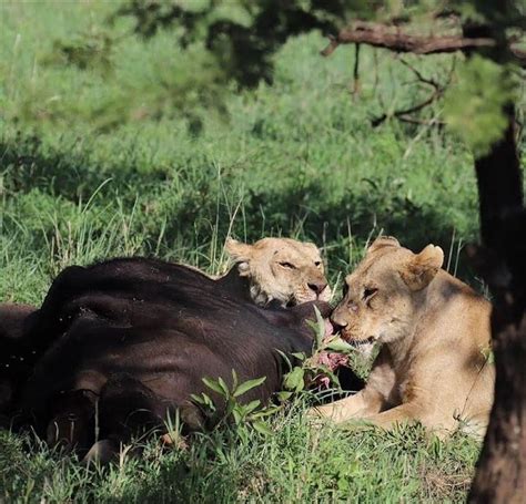 3 Day In Tarangire Serengeti Ngorongoro Camping