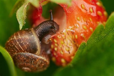 Common Strawberry Diseases How To Deal With Them