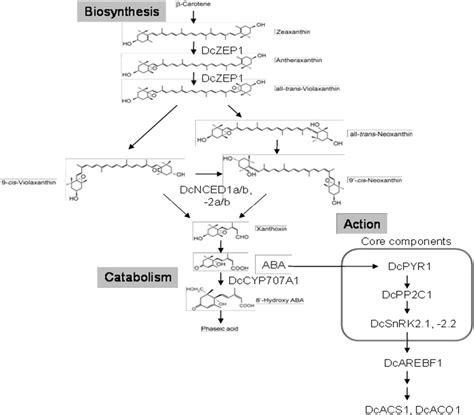 Pathway And Genes For The Biosynthesis And Action Of Abscisic Acid In