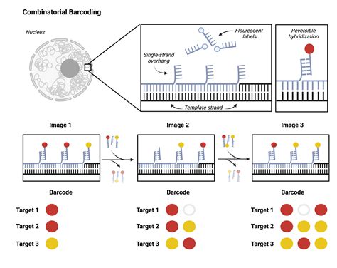 High Throughput Spatial Genomics Twist Bioscience