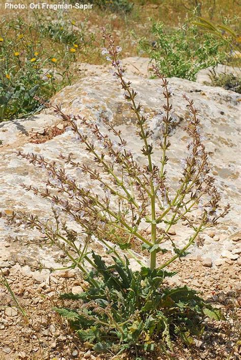 Salvia Palaestina Palestine Sage מרווה ארץ ישראלית מרווה ארץ