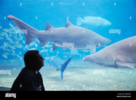 Ushaka Marine World Durban Kwazulu Natal Hi Res Stock Photography And