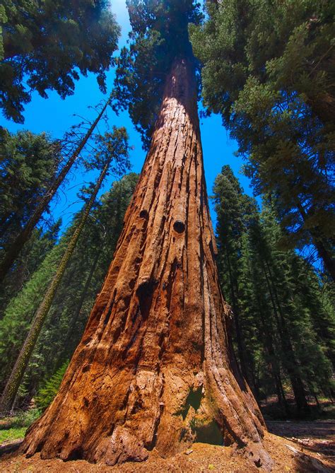 Sequoia National Park Wallpapers Wallpaper Cave