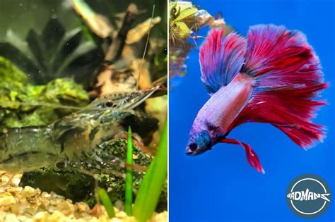 Ghost Shrimp And Betta Fish: Can They Live Together In A Tank? - Badman's Tropical Fish