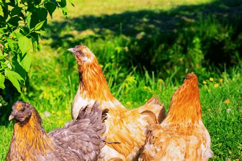 Dois Je D Clarer La Pr Sence De Mes Poules Dans Mon Jardin