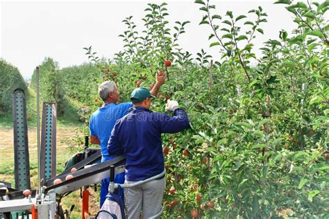 Modern Apple Harvest With A Harvesting Machine On A Plantation With