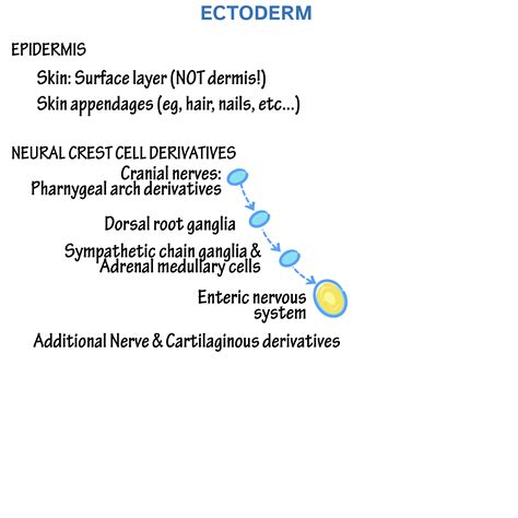 Embryology Glossary Germ Layers Ditki Medical Biological Sciences