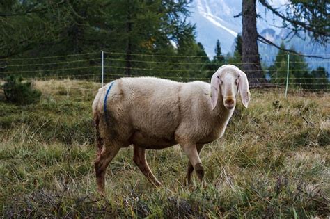 Premium Photo Sheep Standing On Grassy Field