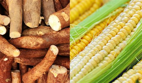 Cassava Biodegradable Plastic Vs Corn Starch Biodegradable Plastic