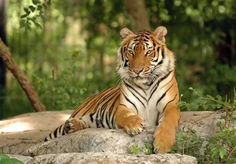 Tigre amarillo stok fotoğraflar | Tigre amarillo telifsiz resimler, görseller | Depositphotos