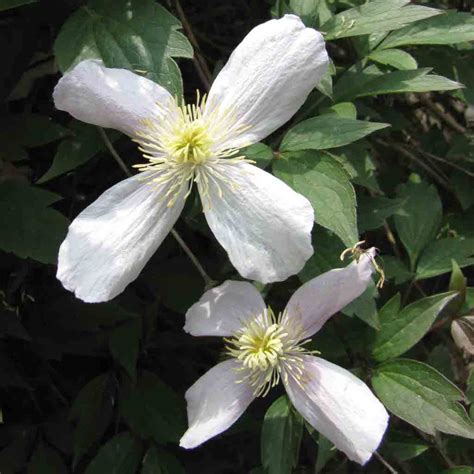 Clematis Alpina Planting Pruning And Care For This Blue Hued Vine