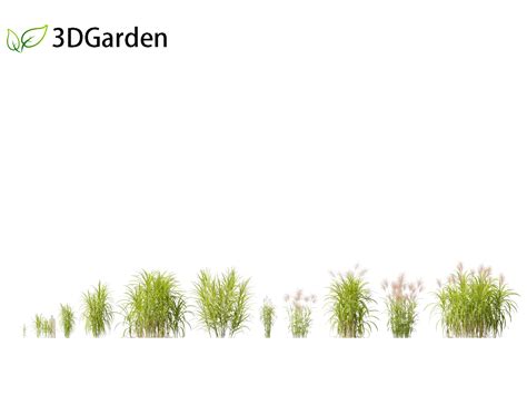 Miscanthus Giganteus Giant 3d Model 3dgardenplants
