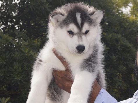 Siberian Husky Puppies for Sale in Delhi | The Barking Babies