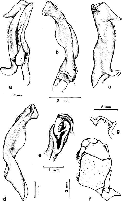 Figure From Two New Species Of Freshwater Crabs Of The Genus