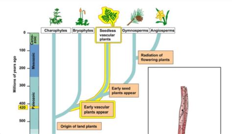 History Of Life Colonization Of Land By Plants PreMB 8 Flashcards