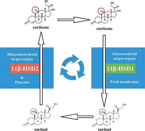 Frontiers Cortisol Regeneration In The Fetal Membranes A