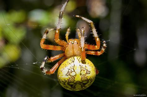 Marbled Orb Weaver | Animals, Orb, Bugs