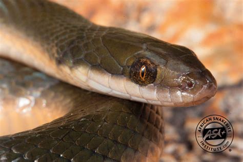 Brown Water Snake African Snakebite Institute