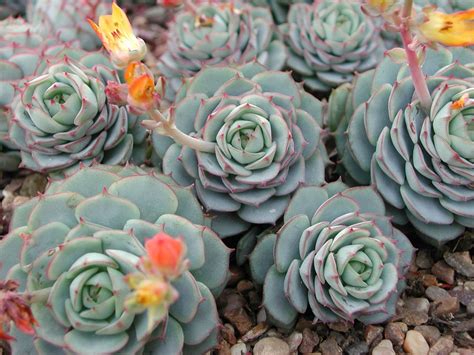 How To Grow Echeveria Plants Tips For Growing Echeveria