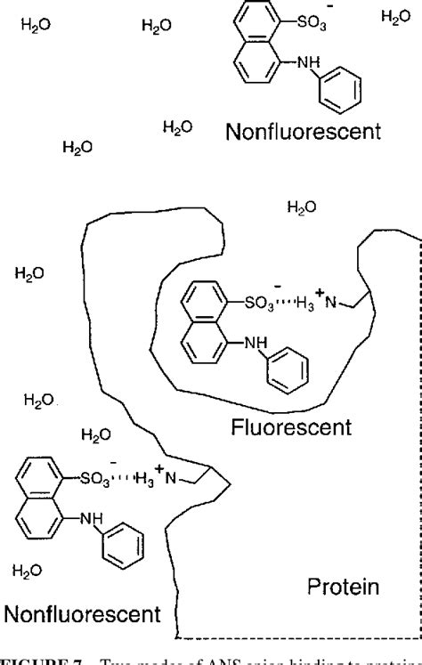 Figure 5 From 1 Anilino 8 Naphthalene Sulfonate As A Protein Conformational Tightening Agent