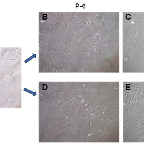 Mophology Of Adsc In The Presence Of Bfgf Adscs Morphology