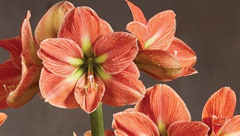 Amaryllis Lily Flower Bulbs Best Flower Site