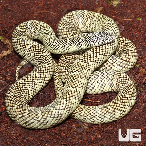 Kingsnakes For Sale - Underground Reptiles