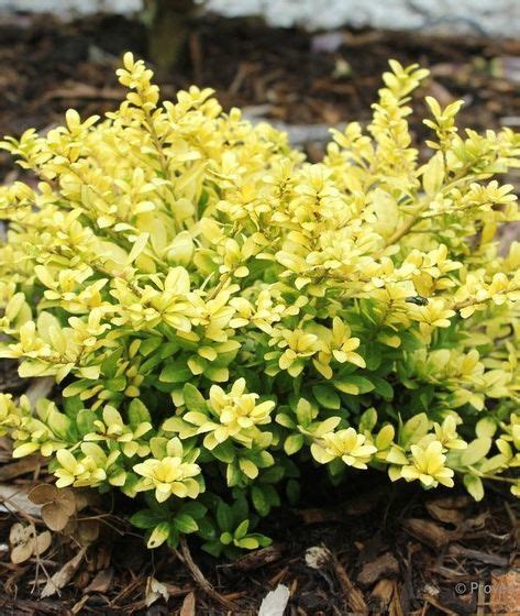 18 Best Dwarf Evergreen Shrubs ideas | evergreen shrubs, shrubs, garden ...