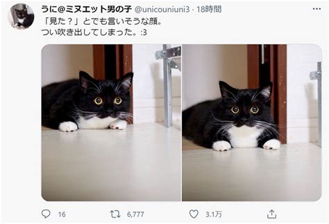 「ねぇ見た？」まん丸目で何かを伝えてくる猫の瞳が可愛いと話題に ライブドアニュース