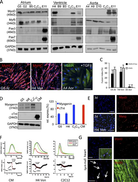 Myogenic Potential Of Sgcb Null Cardiac Progenitors A Western Blot