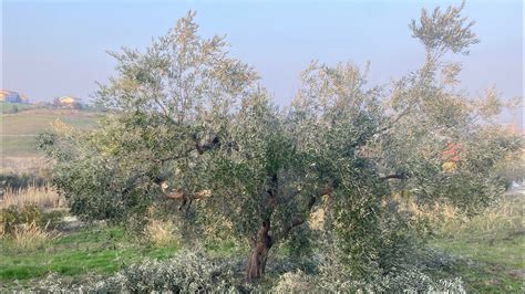 Potatura Olivo varietà Leccino Sesto di impianto largo Preparazione