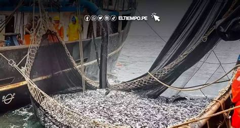 Flota Industrial De Madera A Punto De Cumplir Su Cuota De Anchoveta