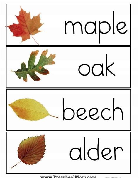 Printable Leaf Identification Chart And Cards Set Artofit