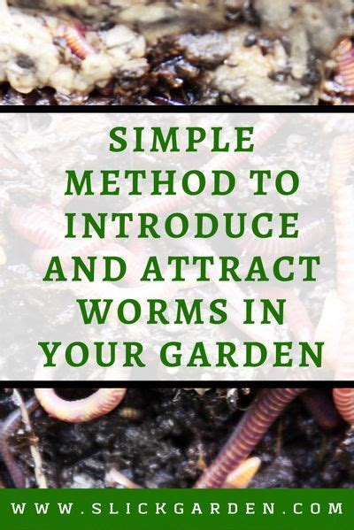 A Simple Method To Introduce And Attract Worms In Your Garden Worm