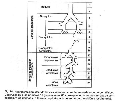 Pin by Nacho Redondo García on Anestesia Diagram Anesthesia