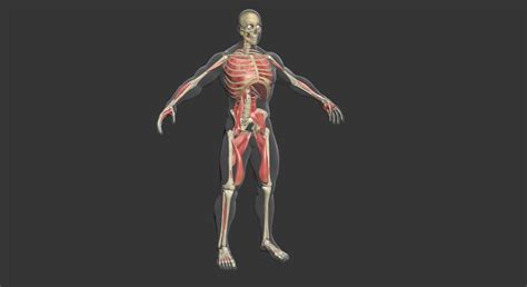 Human Male Complete Muscle Anatomy 3d Model Cgtrader