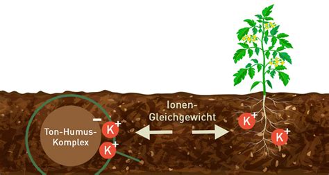 Was sind Ton Humus Komplexe Einfach erklärt