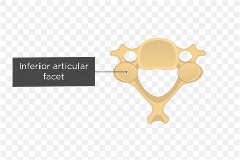 Articular Processes Vertebral Column Cervical Vertebrae Facet Joint, PNG, 745x550px, Articular ...