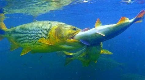 Peixe Dourado de água doce como e onde pescar