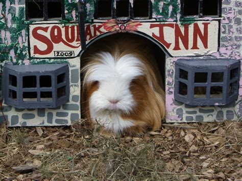 Fluffy Guinea Pig » Kelvin Peach Photography