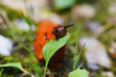 Utilisez Ces Astuces Naturelles Anti Limaces Pour Un Jardin Panoui En