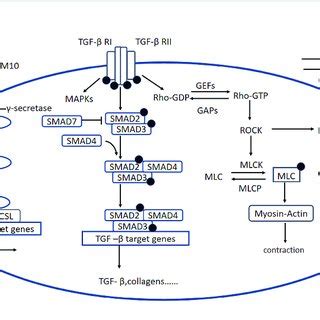 PDF Signaling Pathways Related To Oxidative Stress In Diabetic