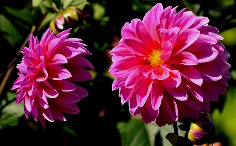 Shallow focus photography of pink flowers HD wallpaper | Wallpaper Flare