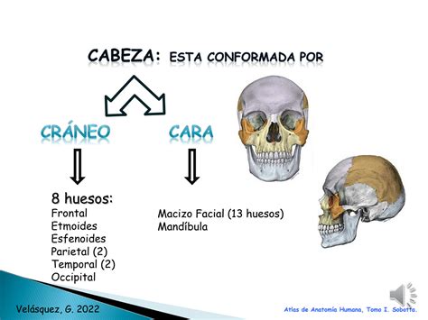 Solution Frontal Etmoides Y Esfenoides 2022 Definitiva Studypool