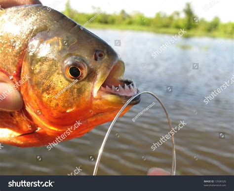 Red Bellied Piranha Red Piranha Pygocentrus Nattereri Fished In A