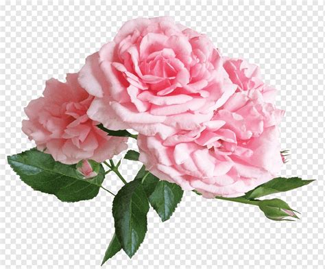 Rosas Rosa Ver O Flor Planta Jardim Natureza Png Pngwing