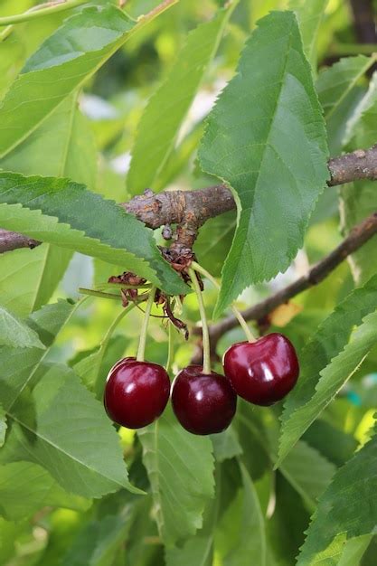 Premium Photo Bunch Of Ripe Cherries