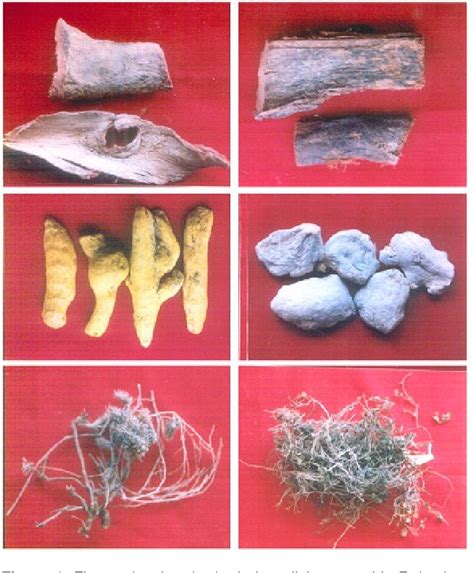 Figure 1 From Ethnobotanical Studies On Medicinal Plants Of Rajasthan