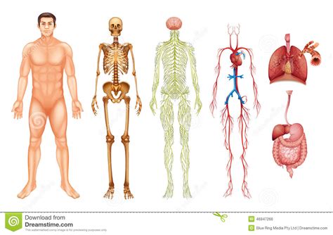 Visión Integral Del Cuerpo Humano Y La Interacción De Sus Sistemas